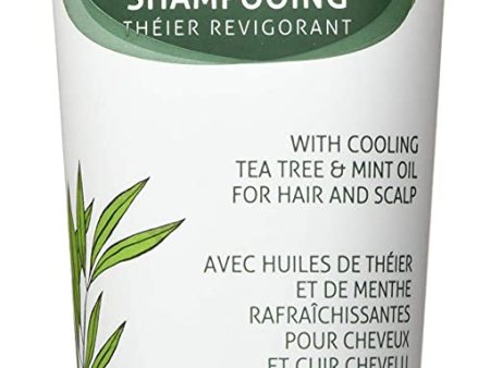 Shampooing bio au théier revigorant - The Green Beaver Company Discount